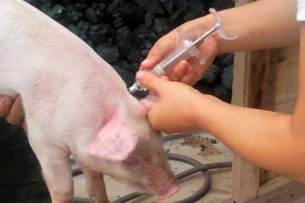 为什么要阉公猪,因为不阉会影响品质