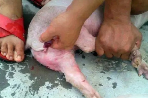 为什么要阉公猪,因为不阉会影响品质