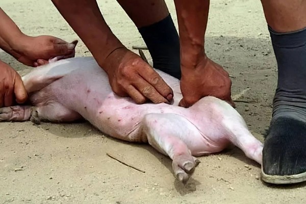 为什么要阉公猪,因为不阉会影响品质