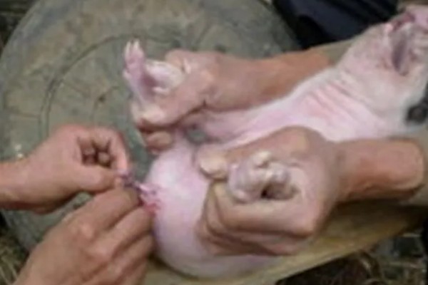 为什么要阉公猪,因为不阉会影响品质