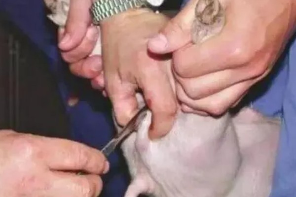 为什么要阉公猪,因为不阉会影响品质