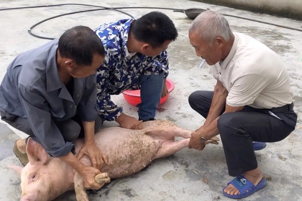 为什么要阉公猪,因为不阉会影响品质