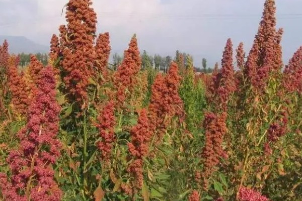 藜麦的营养价值,含有完全蛋白并不含麸质