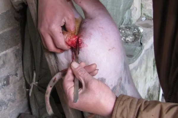 为什么要阉公猪,因为不阉会影响品质