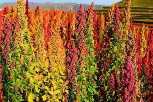 藜麦的营养价值,含有完全蛋白并不含麸质