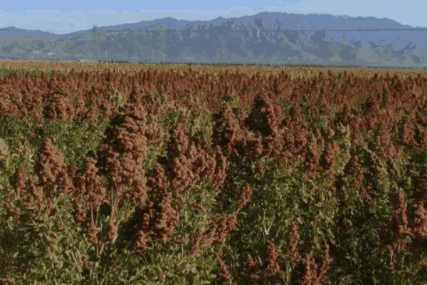 藜麦的营养价值,含有完全蛋白并不含麸质