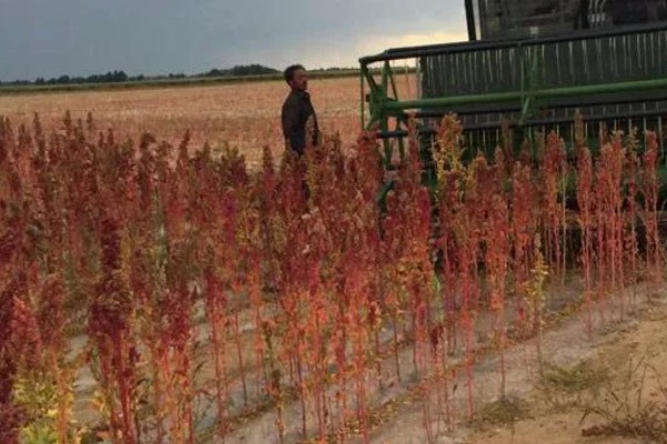 藜麦的营养价值,含有完全蛋白并不含麸质