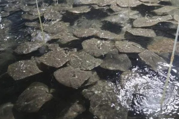 多宝鱼人工养殖要点,必须及时做好清洁