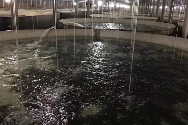 多宝鱼人工养殖要点,必须及时做好清洁