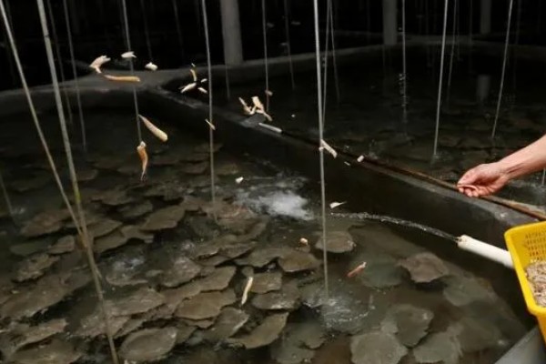 多宝鱼人工养殖要点,必须及时做好清洁