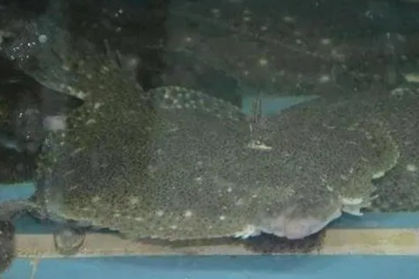 多宝鱼人工养殖要点,必须及时做好清洁