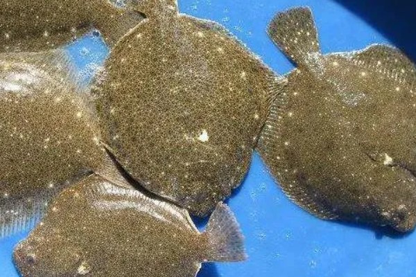 多宝鱼人工养殖要点,必须及时做好清洁