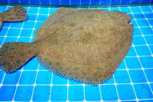 多宝鱼人工养殖要点,必须及时做好清洁