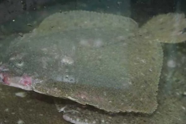 多宝鱼人工养殖要点,必须及时做好清洁