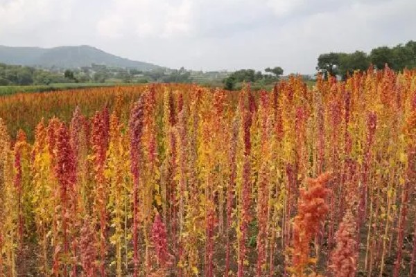 藜麦的营养价值,含有完全蛋白并不含麸质