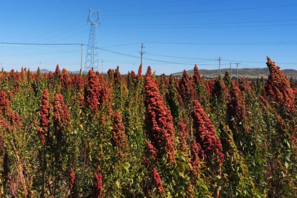 藜麦的营养价值,含有完全蛋白并不含麸质