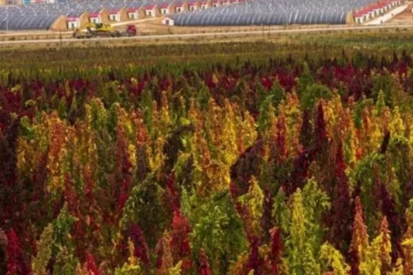 藜麦的营养价值,含有完全蛋白并不含麸质