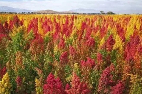 藜麦的营养价值,含有完全蛋白并不含麸质