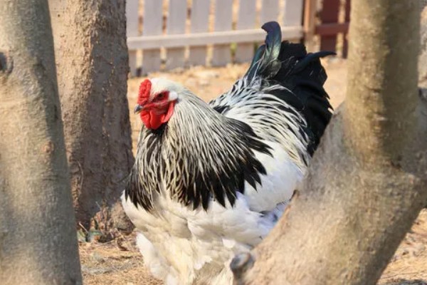 婆罗门鸡可以养多大，公鸡的体重可达到12斤