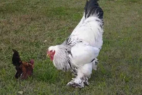 婆罗门鸡可以养多大，公鸡的体重可达到12斤