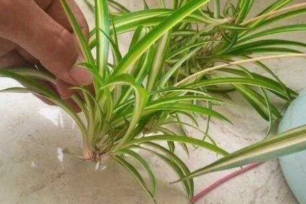 吊兰的分株方法，先进行脱盆处理