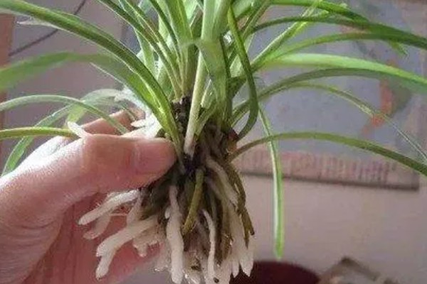 吊兰的分株方法，先进行脱盆处理