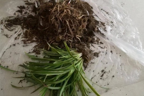 吊兰的分株方法，先进行脱盆处理