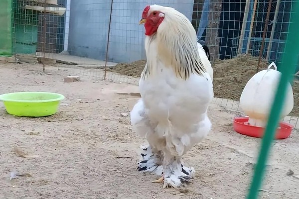 婆罗门鸡可以养多大，公鸡的体重可达到12斤