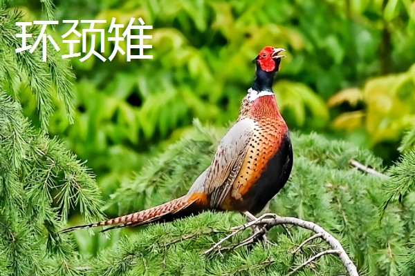 野鸡的品种，常见的有环颈雉、血雉等