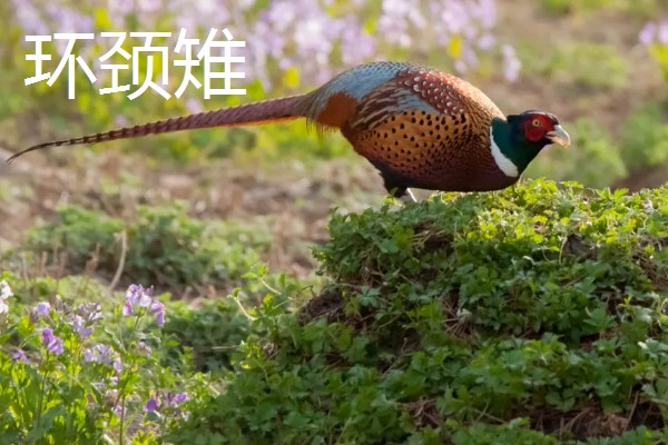 野鸡的品种，常见的有环颈雉、血雉等
