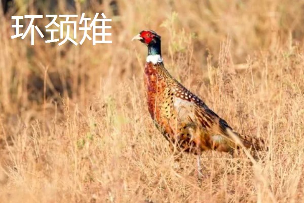 野鸡的品种，常见的有环颈雉、血雉等