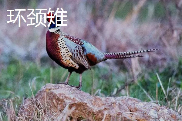 野鸡的品种，常见的有环颈雉、血雉等