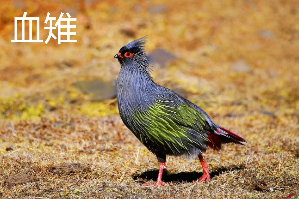 野鸡的品种，常见的有环颈雉、血雉等