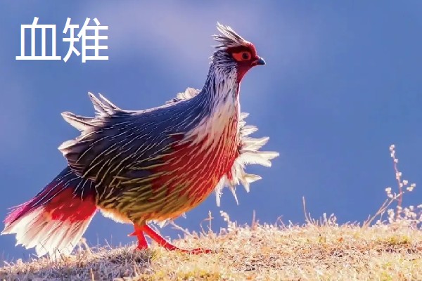 野鸡的品种，常见的有环颈雉、血雉等