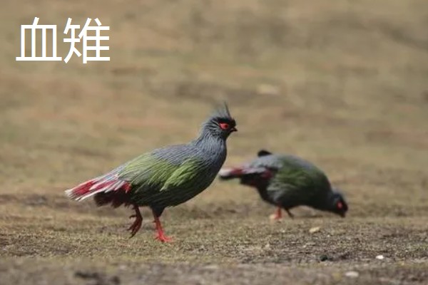 野鸡的品种，常见的有环颈雉、血雉等
