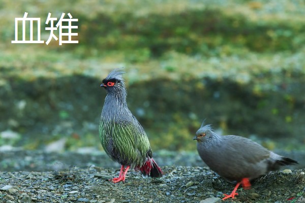 野鸡的品种，常见的有环颈雉、血雉等