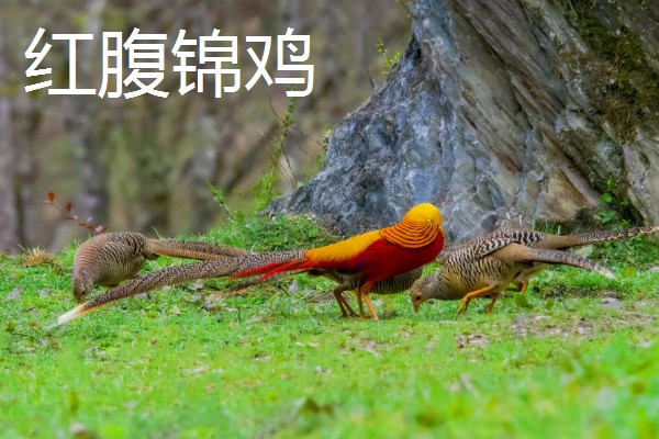 野鸡的品种，常见的有环颈雉、血雉等