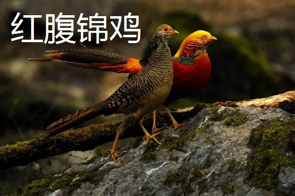 野鸡的品种，常见的有环颈雉、血雉等