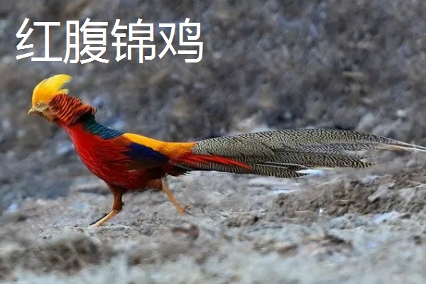 野鸡的品种，常见的有环颈雉、血雉等