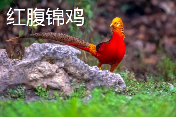 野鸡的品种，常见的有环颈雉、血雉等
