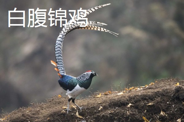 野鸡的品种，常见的有环颈雉、血雉等