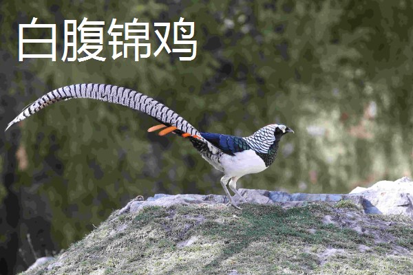 野鸡的品种，常见的有环颈雉、血雉等
