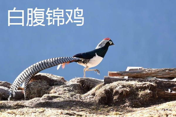 野鸡的品种，常见的有环颈雉、血雉等