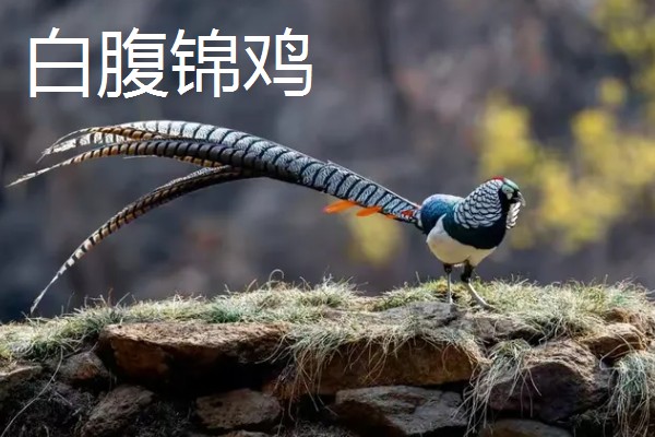 野鸡的品种，常见的有环颈雉、血雉等