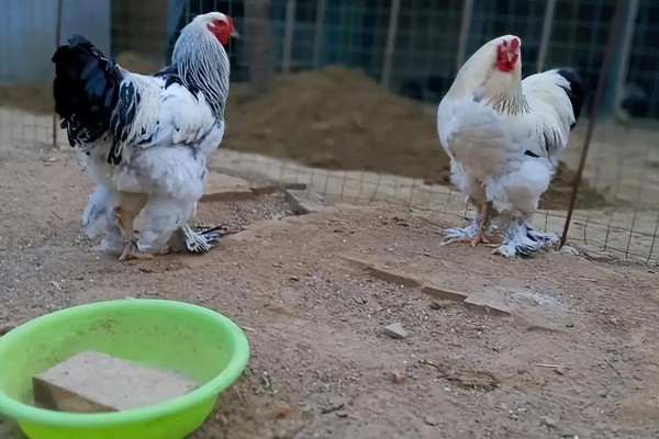 婆罗门鸡可以养多大，公鸡的体重可达到12斤