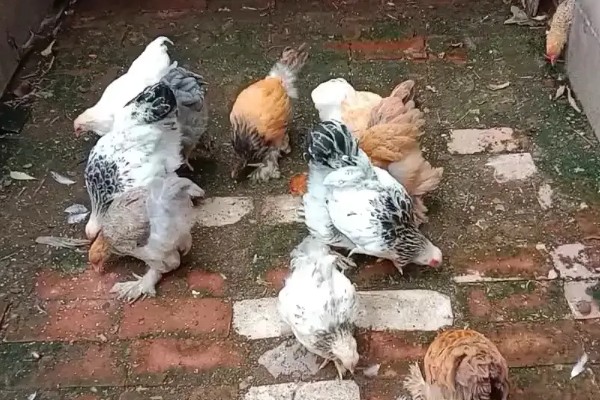 婆罗门鸡可以养多大，公鸡的体重可达到12斤