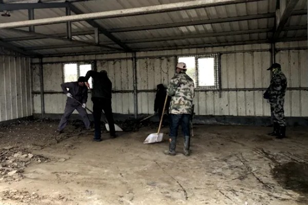 婆罗门鸡可以养多大，公鸡的体重可达到12斤