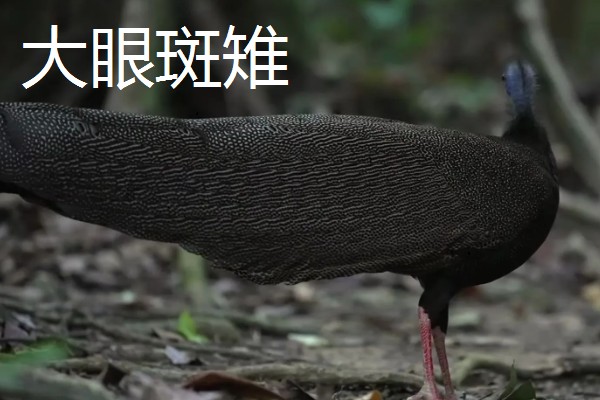 野鸡的品种，常见的有环颈雉、血雉等