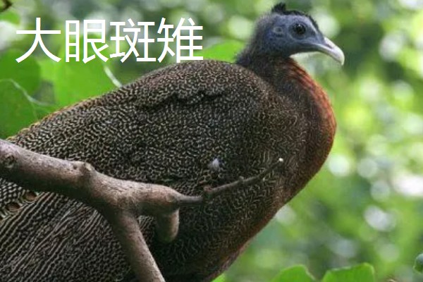 野鸡的品种，常见的有环颈雉、血雉等
