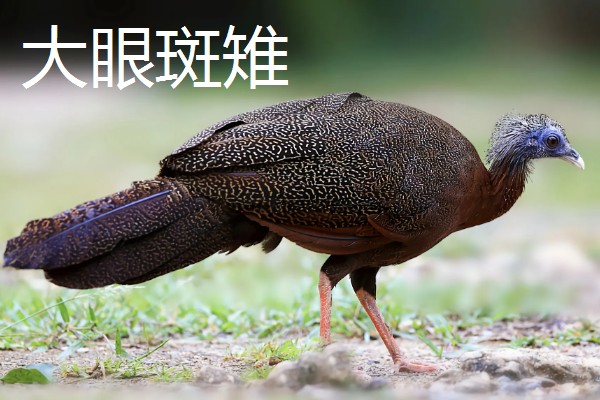 野鸡的品种，常见的有环颈雉、血雉等